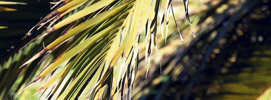 呼死你电话轰炸机